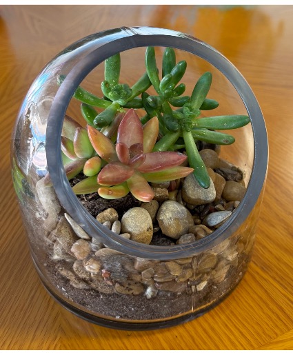 Small Succulent Garden Succulents