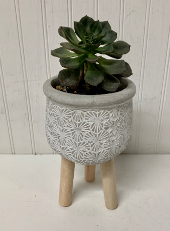 Sweet Succulent Surprise