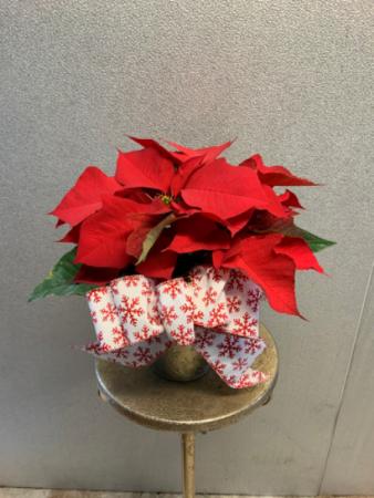 Small table Poinsettia Blooming Plant