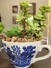 Small Tea Cup succulent garden 