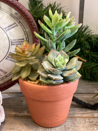 Small Terra Cotta Succulence