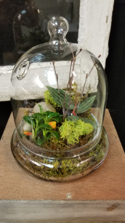 Small Terrarium Terrarium