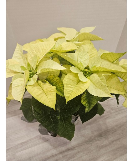 Small White Poinsettia  