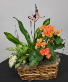 Smaller European Garden Green and Blooming Plants