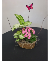 Smaller European Garden Growing Plants in Container