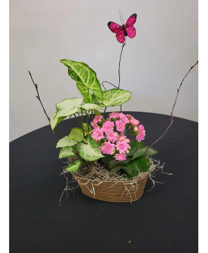 Smaller European Garden Growing Plants in Container