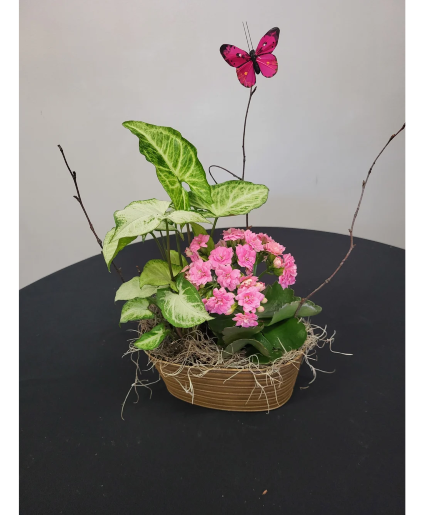 Smaller European Garden Growing Plants in Container