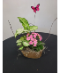 Smaller European Garden Growing Plants in Container