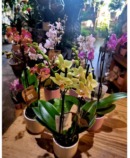 Smaller Phalanopsis Orchid In A Ceramic Pot 