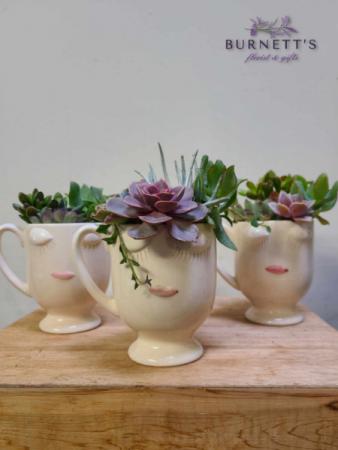 Smiley Succulent Plants