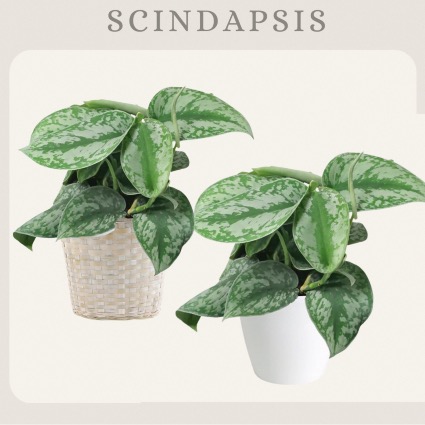 Scindapsis