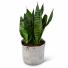 Snake Plant 