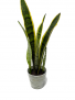 Snake Plant 