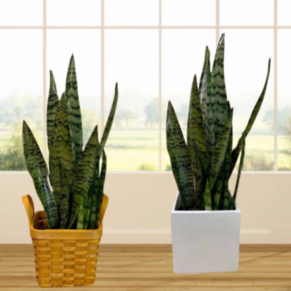 Snake Plant