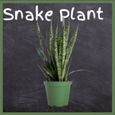 Snake Plant--6