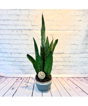 Snake Plant 