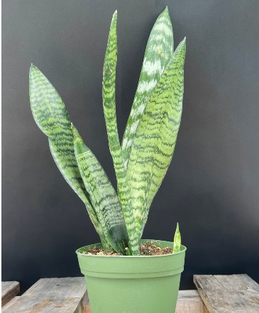 Snake Plant in Kyle, TX | SAINT MONTOGRENS Snake Plant in Kyle, TX | SAINT MONTOGRENS