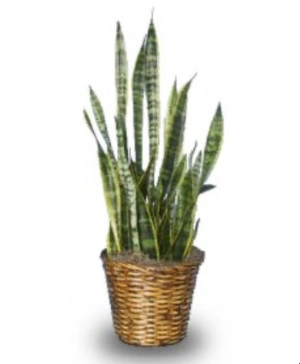 Snake Plant 