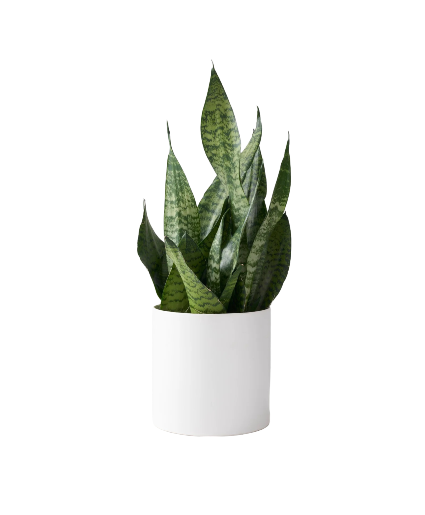 Snake Plant 