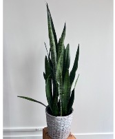 Snake Plant 