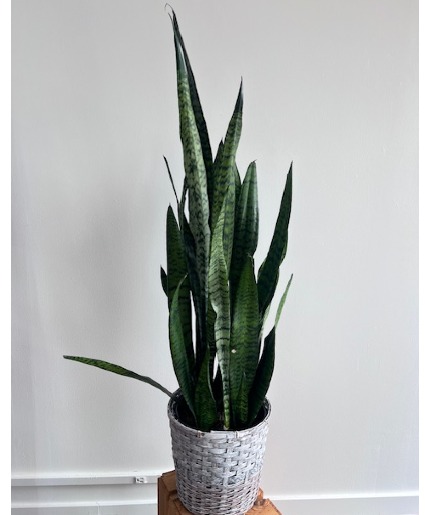 Snake Plant 