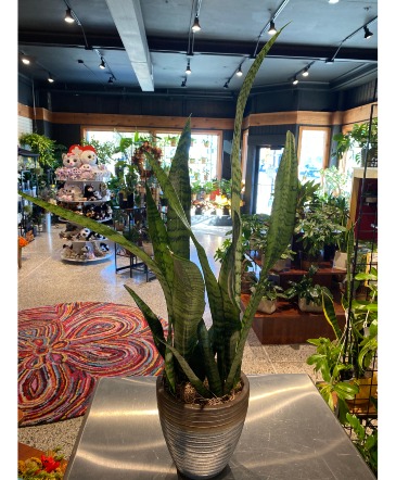 Snake Plant  Blue Ceramic Pot in South Milwaukee, WI | PARKWAY FLORAL INC.