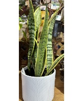 Snake Plant-Dracaena Green house plant