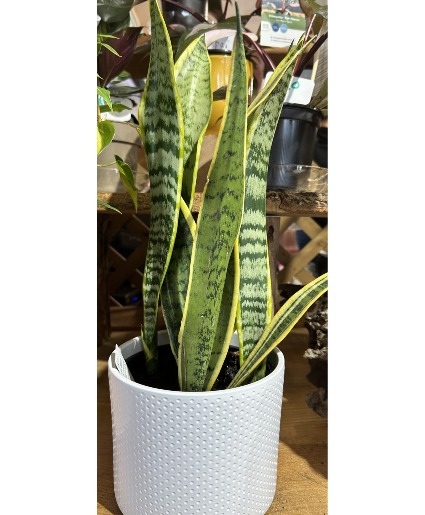 Snake Plant-Dracaena Green house plant