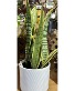 Snake Plant-Dracaena Green house plant