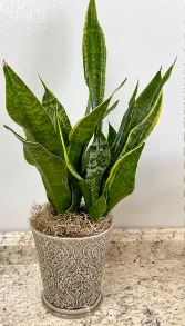 Small Snake Plant House Plant