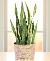 Snake Plant House Plant