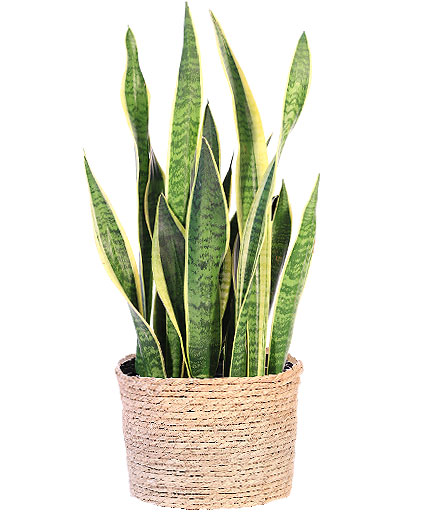 Snake Plant House Plant in Augusta, KS - Laiken Nicole Flowers