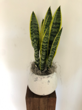 Snake Plant in a Ceramic Container 