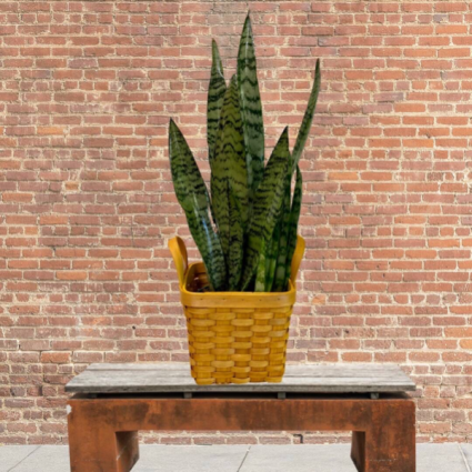 Snake Plant in basket