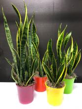 Snake Plant in Bold Pottery