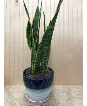 SNAKE PLANT IN CERAMIC  HOUSEPLANT