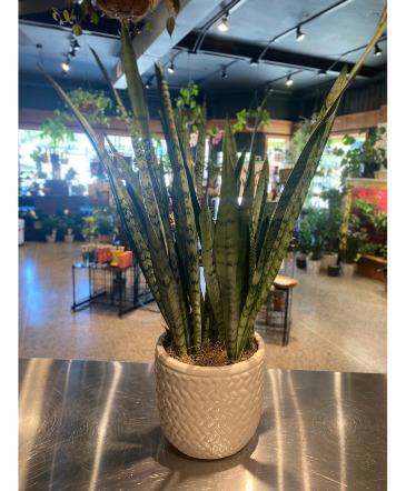 Snake Plant in Ceramic Succulent  in South Milwaukee, WI | PARKWAY FLORAL INC.