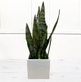 Snake Plant in Decorative Container 