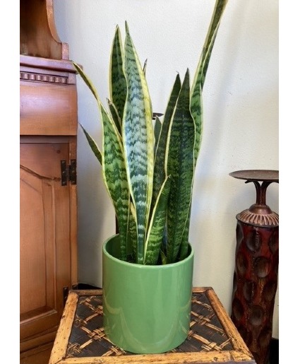 Snake Plant in Pot House Plant