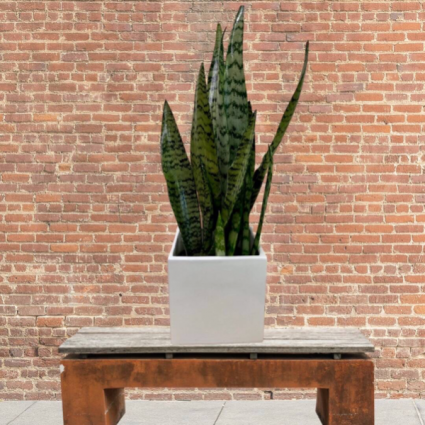 Snake Plant in pottery