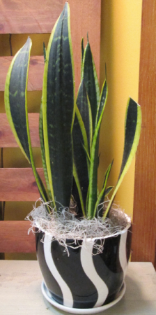 Snake Plant in Pottery Indoor House Plant in Lock Haven, PA | INSPIRATIONS FLORAL STUDIO Snake Plant in Pottery Indoor House Plant in Lock Haven, PA | INSPIRATIONS FLORAL STUDIO