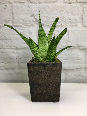 Snake Plant in Stone Pot Sansevieria trifasciata