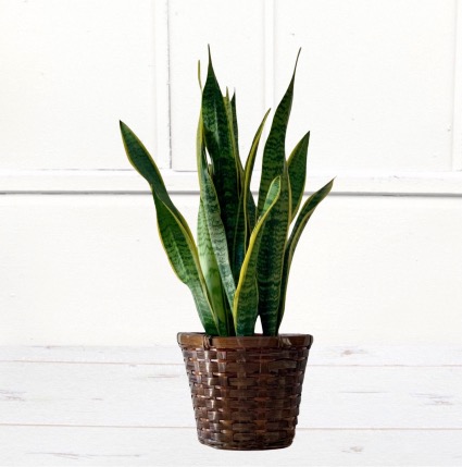 Snake Plant in Wicker Basket