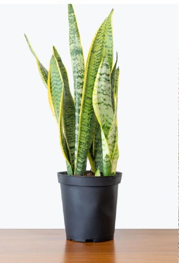 Snake Plant Indoor Plant in Delta, BC | FLOWERS BEAUTIFUL