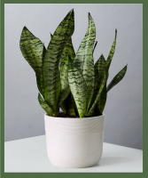 Snake Plant  