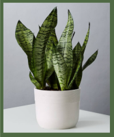 SNAKE PLANT LOW LIGHT/PARTIAL SHADE, THOUGH OK IN MODERATE INDIRECT LIGHT