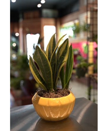 Snake Plant Mother In Law's Tongue  in South Milwaukee, WI | PARKWAY FLORAL INC.