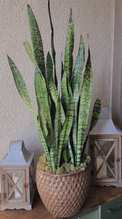 Snake Plant 'Mother-in-laws Tongue' Plant in large ceramic pot 