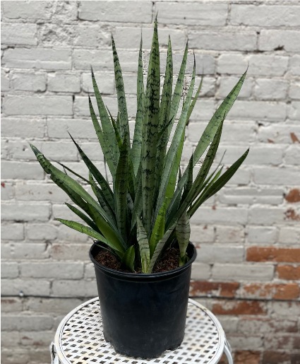 Snake Plant Plant