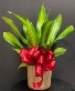 Snake Plant Potted plant